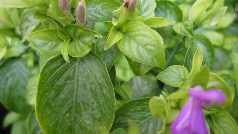 Magenta leaf extract as potential food violet color solution